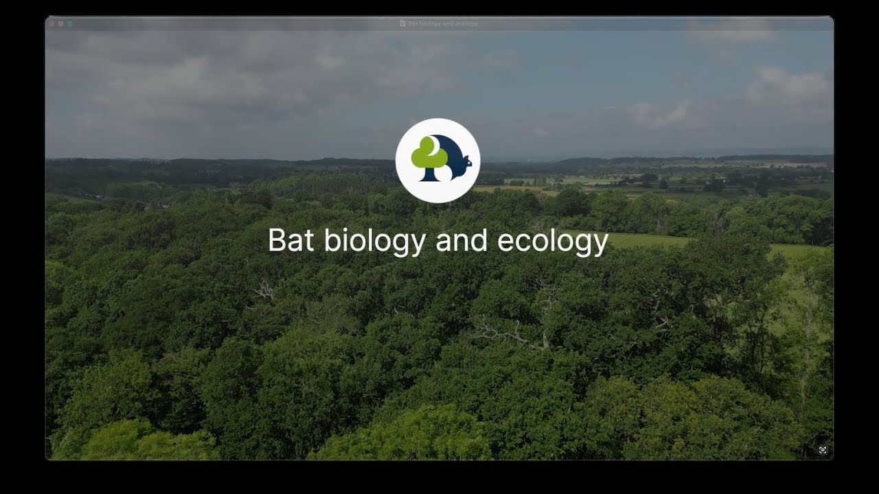 Bat biology and ecology