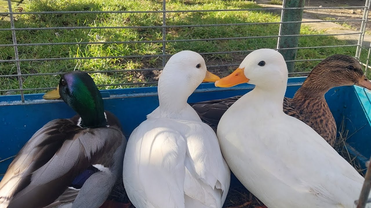 Kaczki Krzyżówki i Call Duck