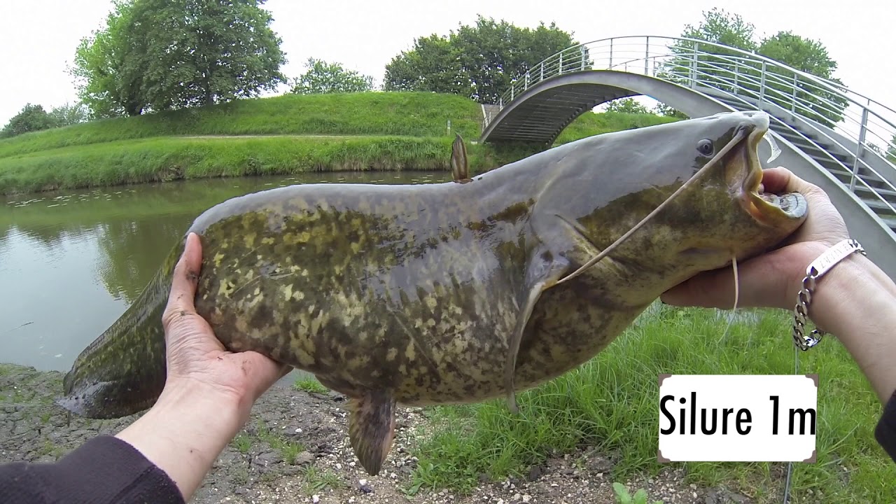 Pêche  Canal d'Orléans mes premiers silures