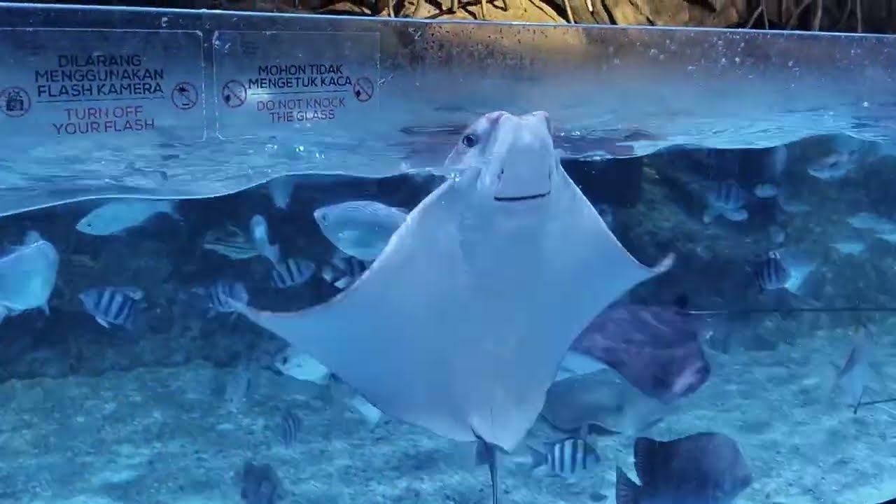 Menyaksikan Keindahan Jakarta Aquarium Safari Di Central Park Jakarta Berbagai Jenis Satwa Menarik