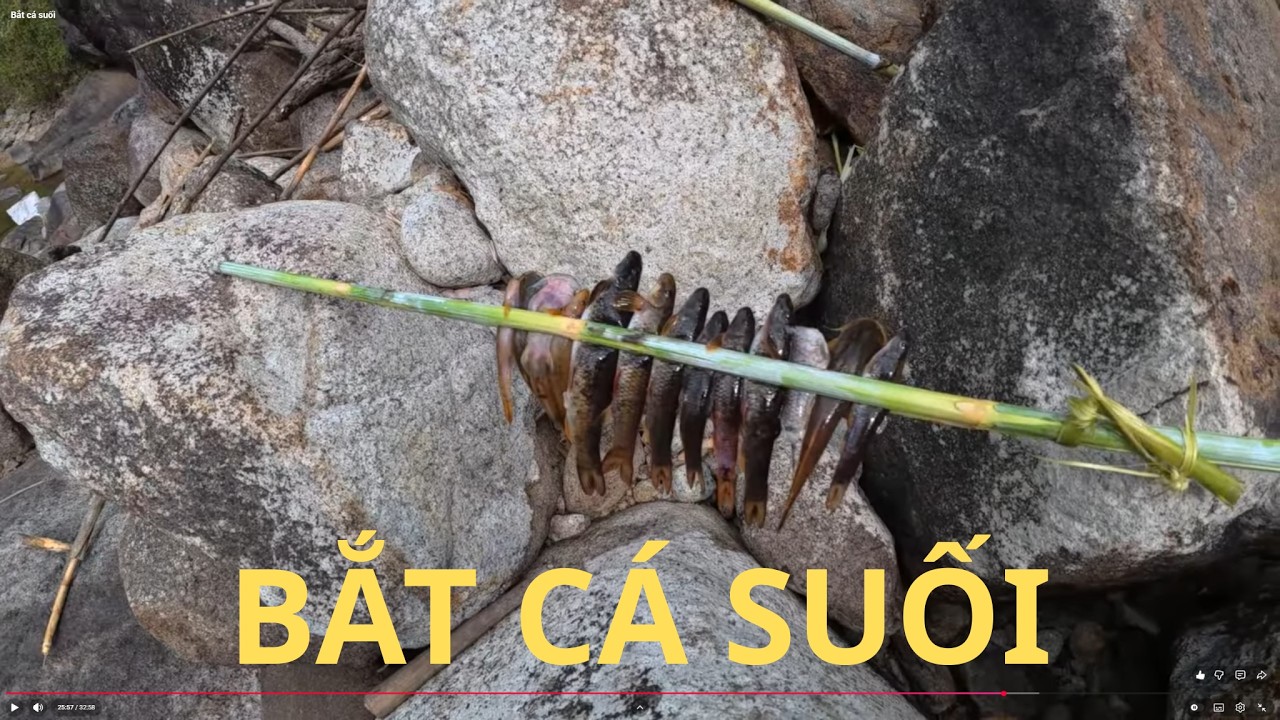 Bắt cá suối