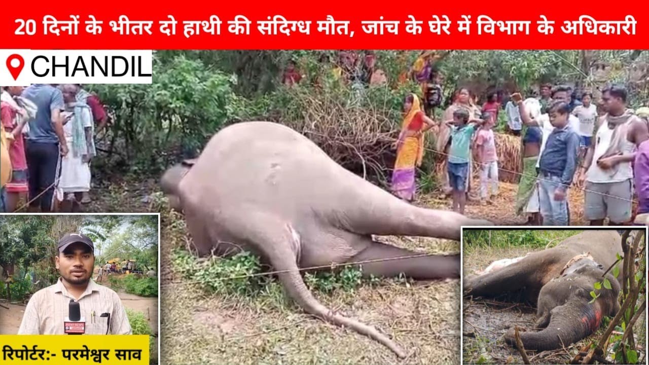 20 दिनों के भीतर दो हाथी की संदिग्ध मौत, जांच के घेरे में विभाग के अधिकारी #chandil #elephant #dalma