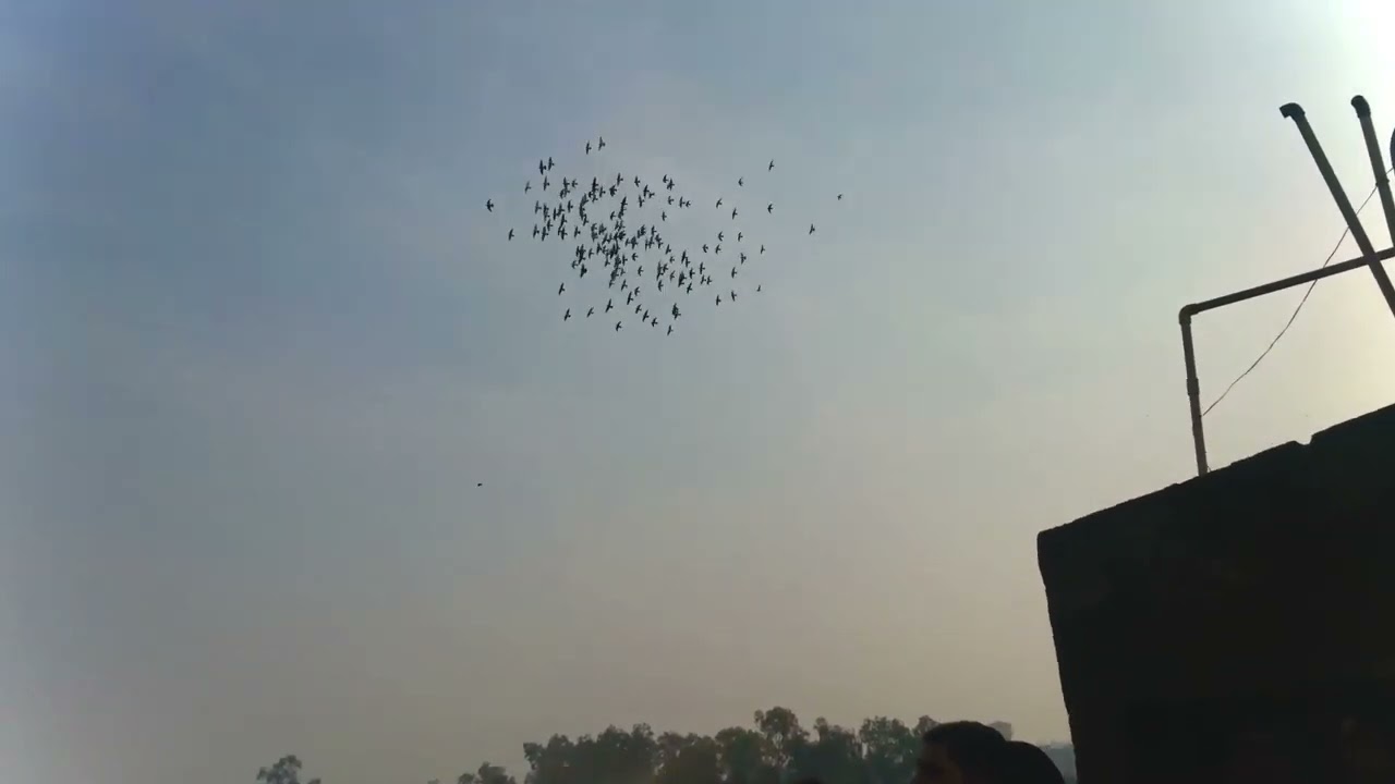 Kanpur kabutar bazi 300 Kabutar || jajmau kanpur