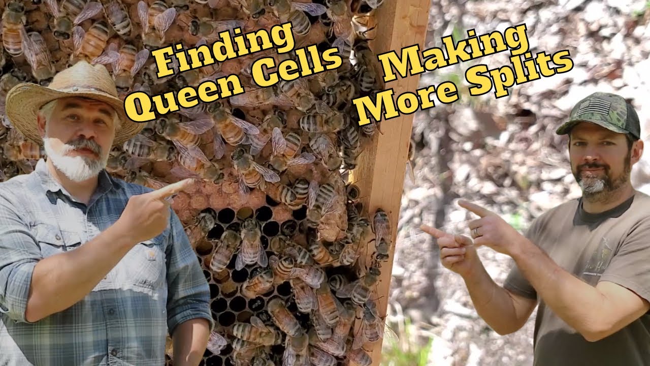 Inspecting Beehive Splits (and making more!) with Homestead Refuge