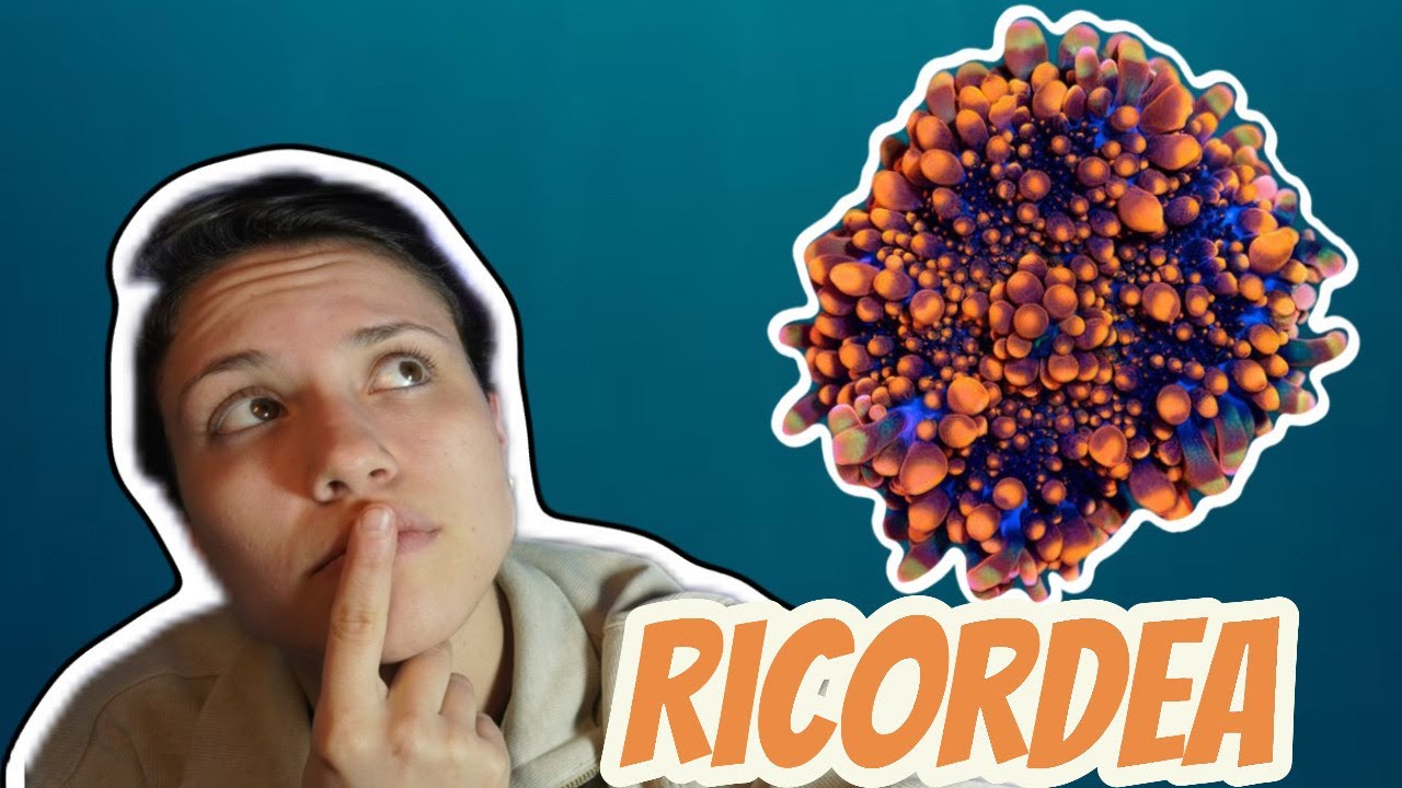 Le Ricordea - De L'Acropora Au Zoanthus
