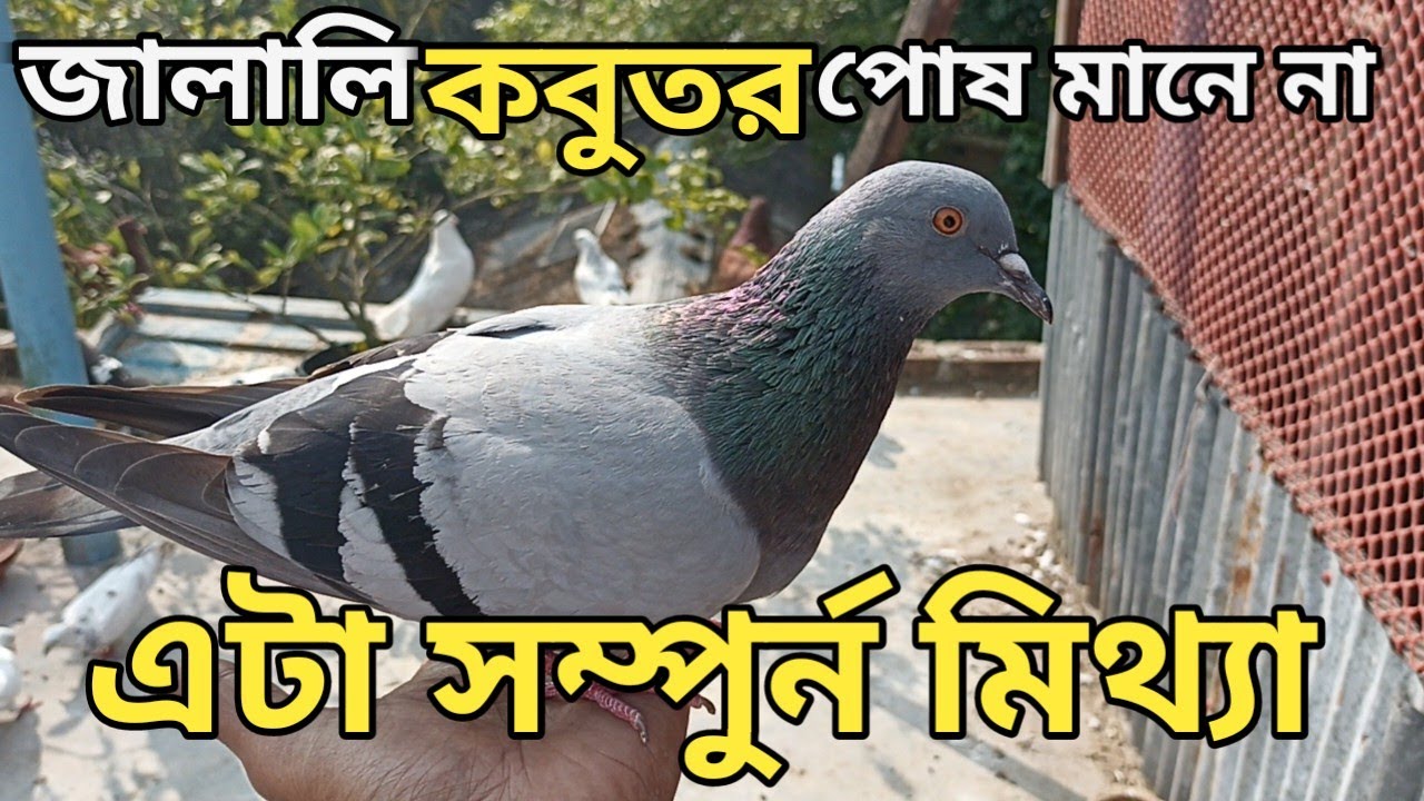 জালালি কবুতর পোষ মানে না এটা সম্পুর্ন মিথ্যা কথা || বুনো কবুতর কিভাবে পোষ মানাবেন || jalali Kobutor