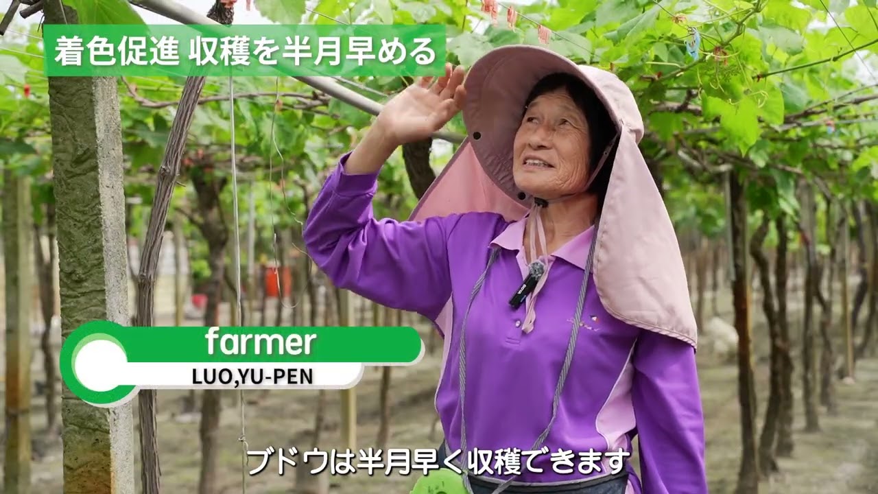 果樹応用: ワイン用ブドウ ダイジェスト版動画