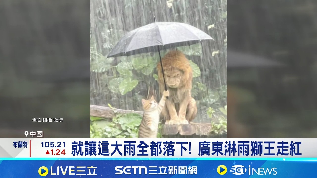 就讓這大雨全都落下! 廣東淋雨獅王走紅 瓊瑤劇看多了? 廣東動物園