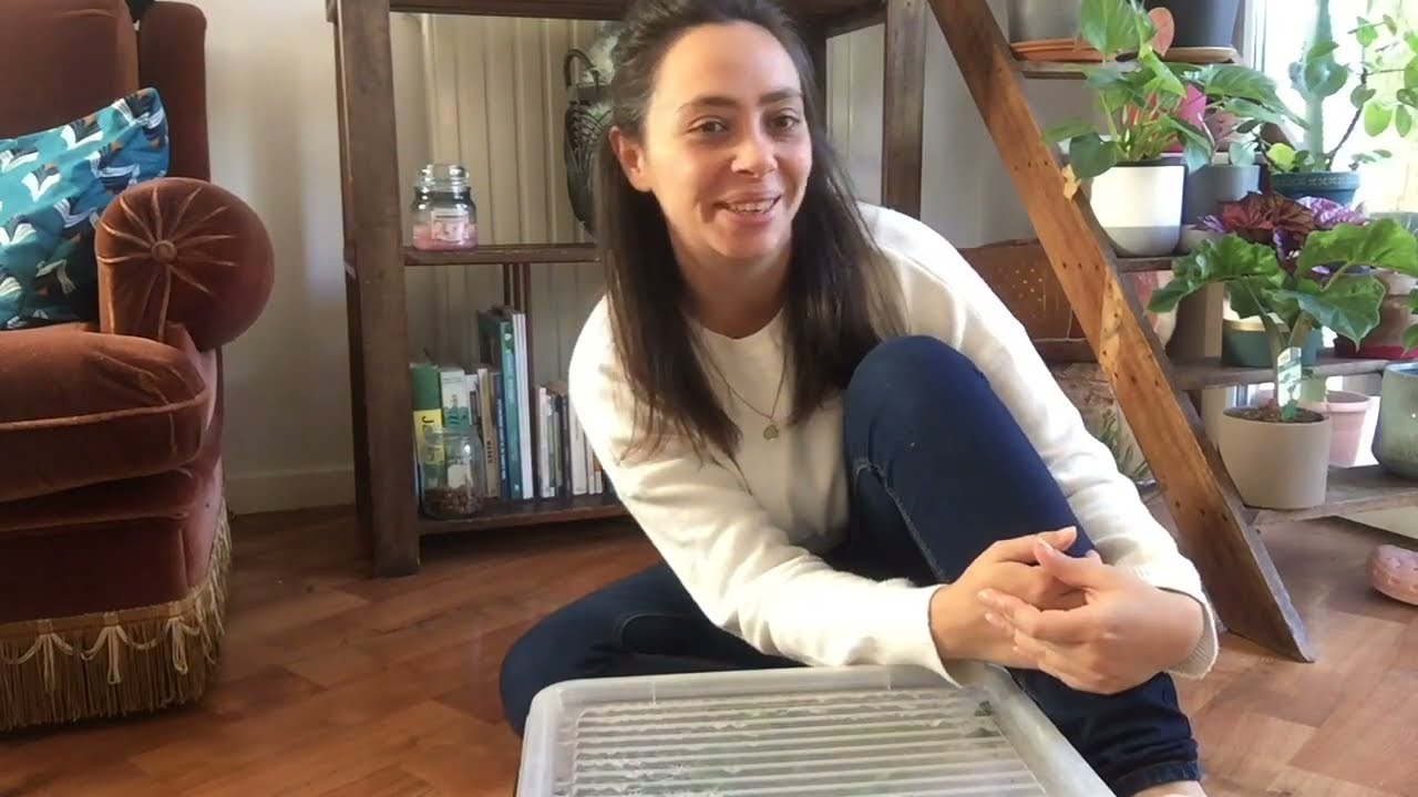 Vis ma Vie de Plantaddict #5 : Boutures, Rempotage & Engrais naturel