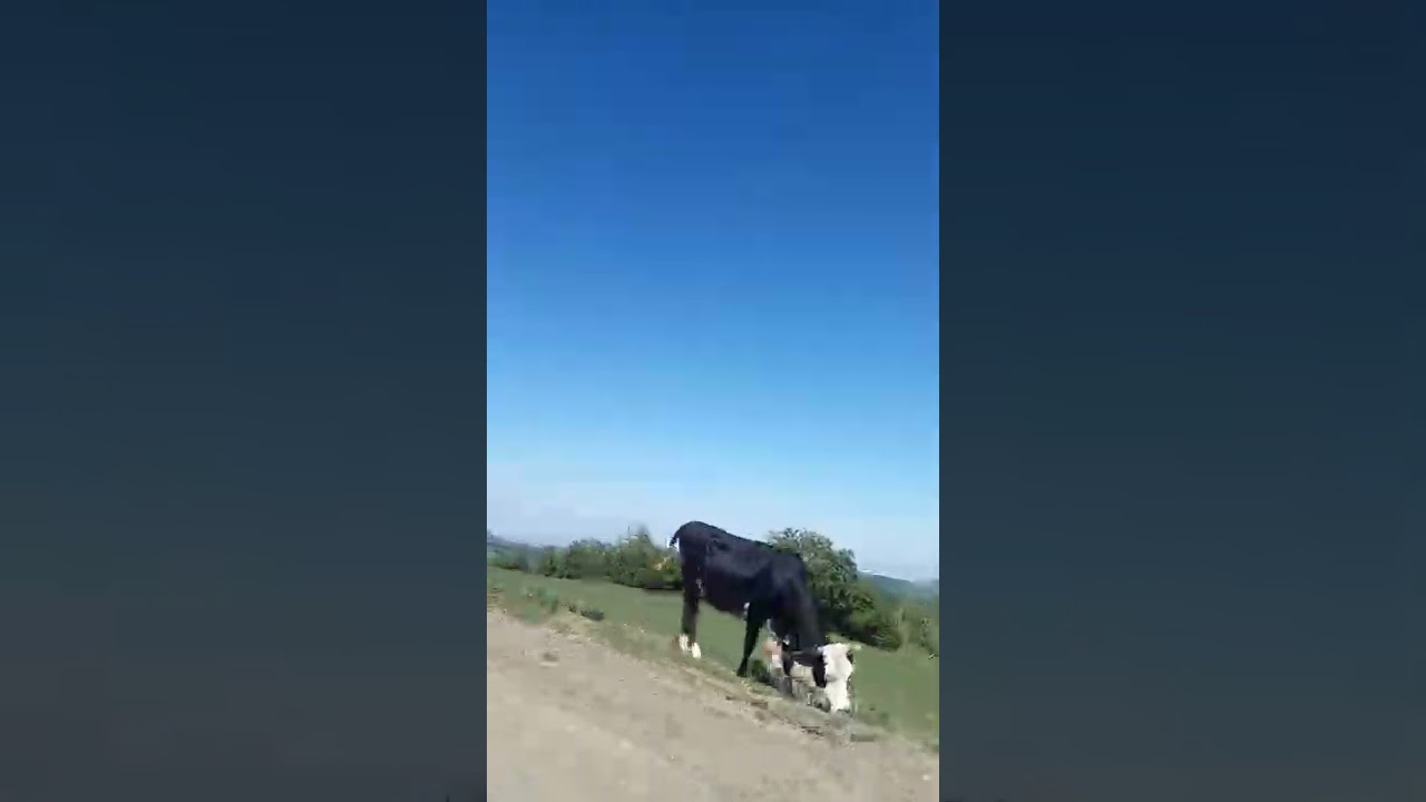 Daşkəsən rayonu qızıl mədəninə gedən yol.