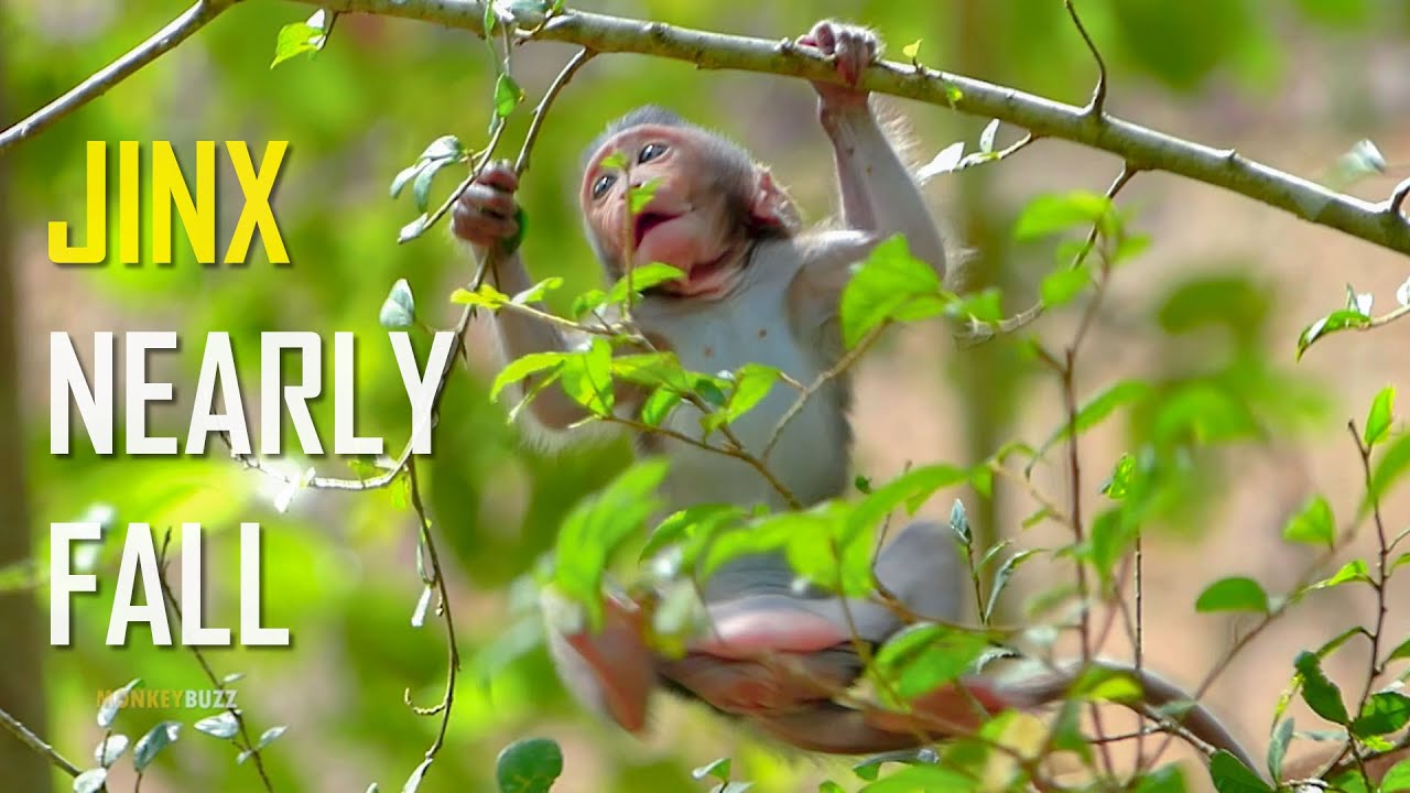Breaking Heart! Little Baby Monkey Jinx Slip Nearly Fall Down While Playing On Tree Branch
