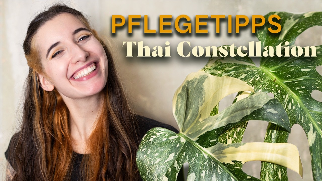 Monstera Thai Constellation richtig pflegen – Alles, was du wissen musst! 🌿✨