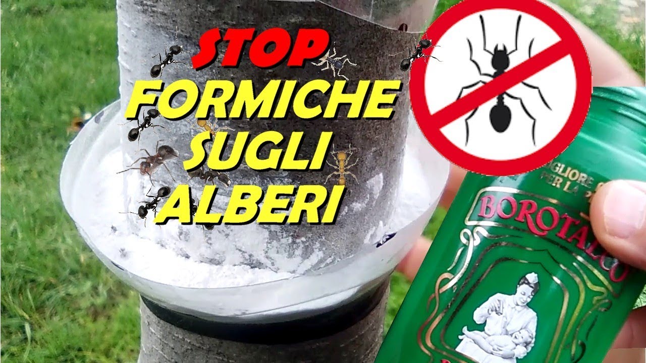 COME NON FAR SALIRE LE FORMICHE E LUMACHE SUGLI ALBERI