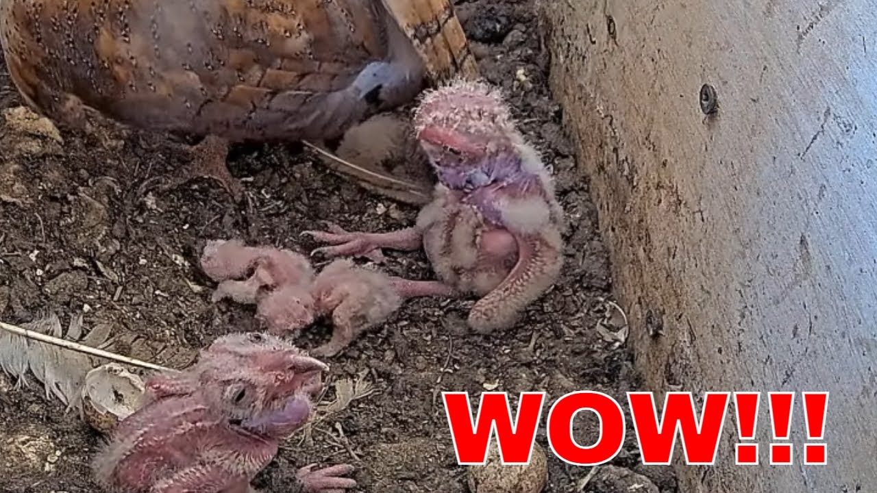 🦉📏 Nature’s Uneven Timing | Huge Size Differences Between Barn Owl Nestlings