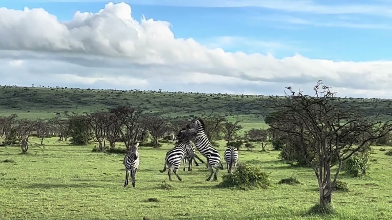 Massai Mara Zebra Fighting