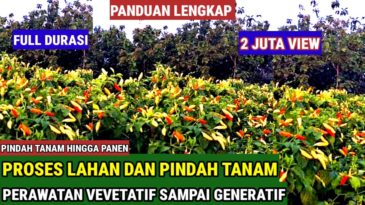 PANDUAN LENGKAP MENANAM CABE..!!,DARI PROSES LAHAN PINDAH TANAM SAMPAI PANEN