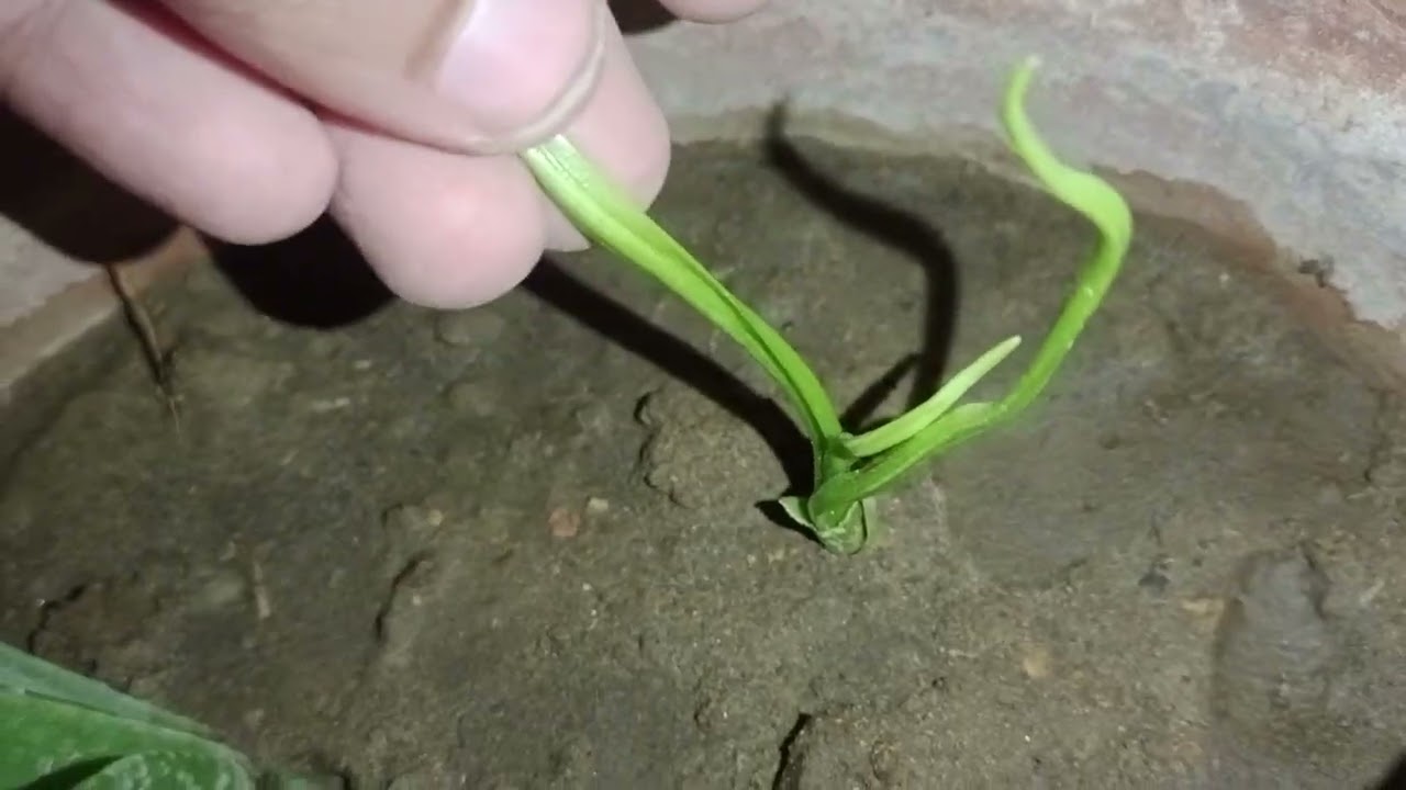 Emerging Green Seedlings in a Clay Planter