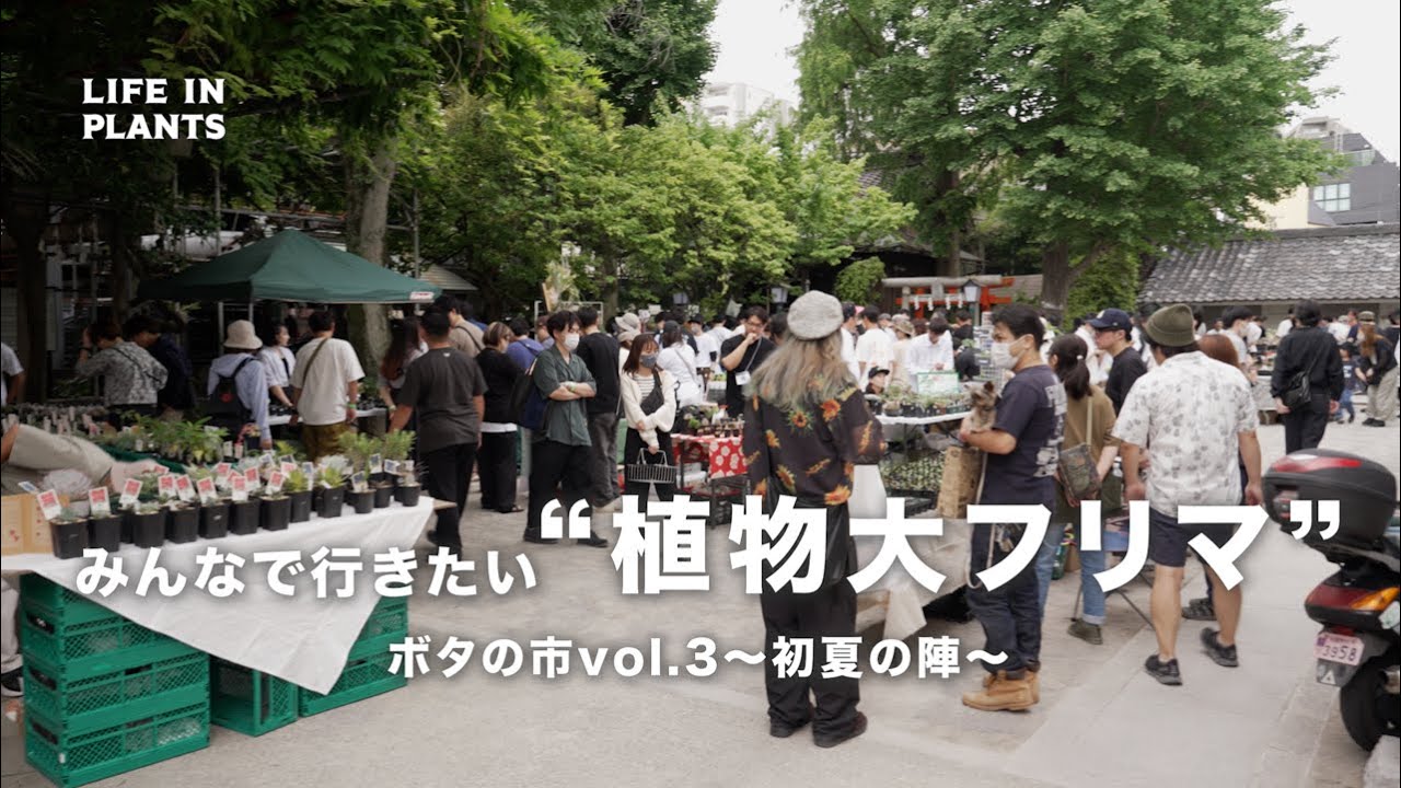 【主催イベント大発表？！】ボタの市で見えた趣味家の本性　アガベ｜塊根植物｜多肉植物