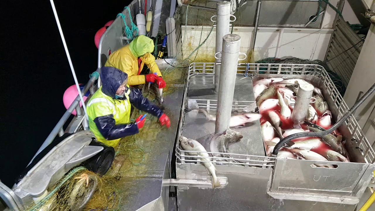 MS Helena, Skreifiske på Kvænangen 2019.01.20