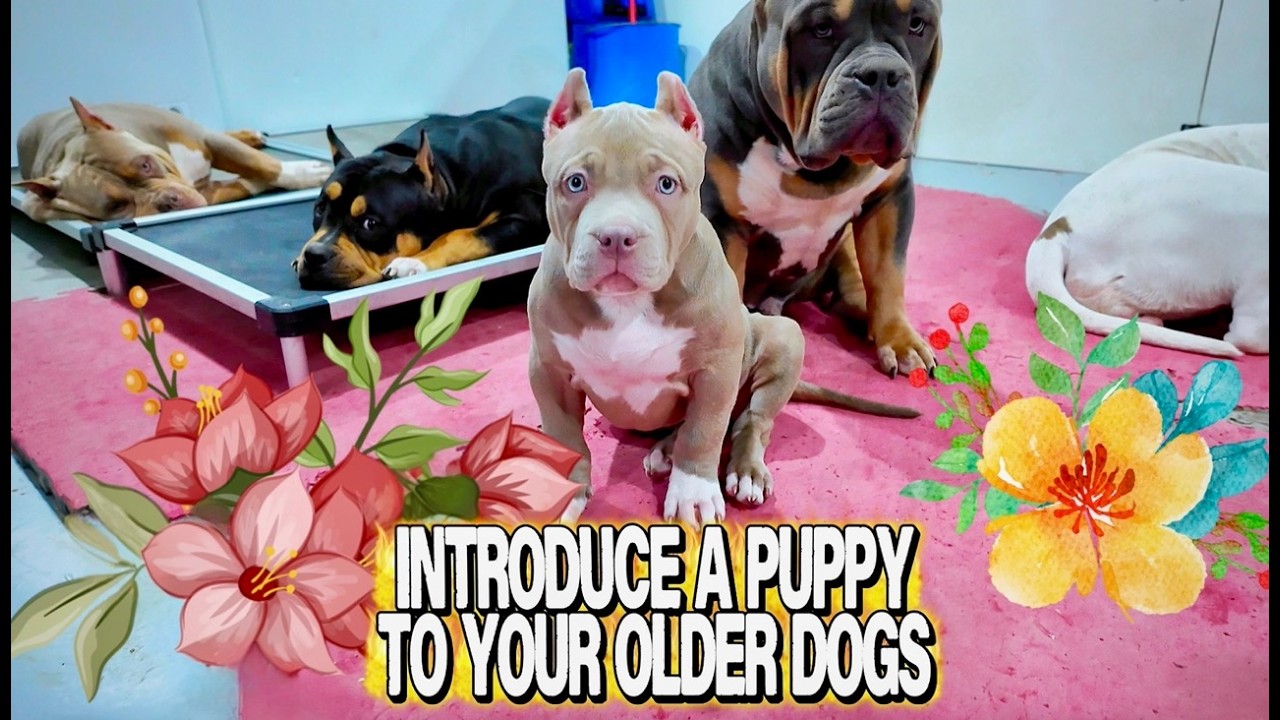 How To Introduce A Puppy To Your Older Dogs | XL American Bully Puppy