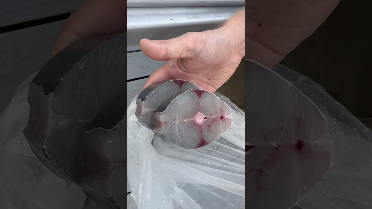 King Mackerel steaks! Cut with: ​⁠@DexterOutdoors  Cut on: ​⁠@KillerDock