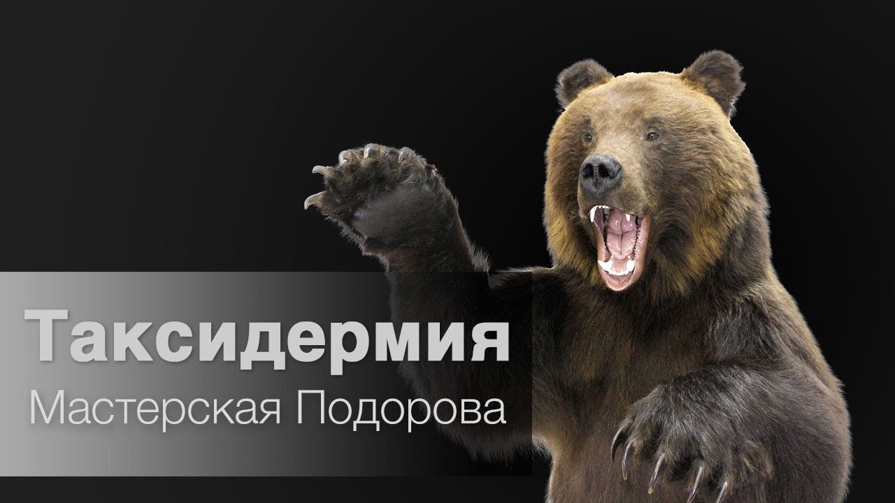 Таксидермия- Мастерская Подорова