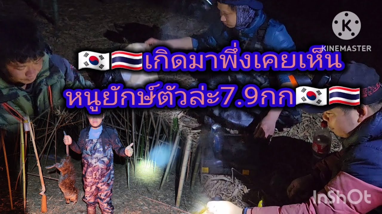 🇰🇷🇹🇭ยิงหนูยักษ์ที่เกาหลี  ตัวใหญ่มากตัวล่ะ7.9กกใหญ่สุดๆครับผม#ยิงหนูยักษ์🇰🇷🇹🇭