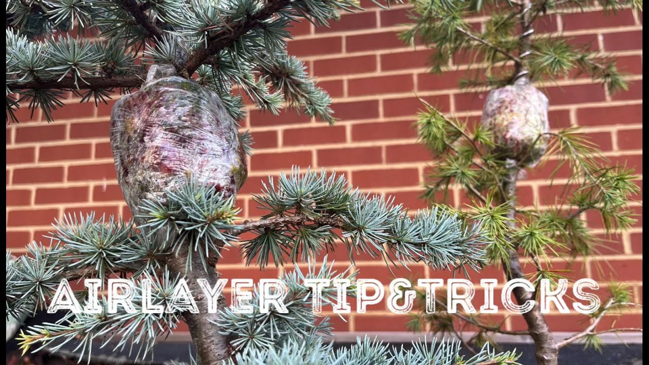 AirLayering Past Experience My Successes , Tip, Tricks & Answering Your Questions + Cedar Update