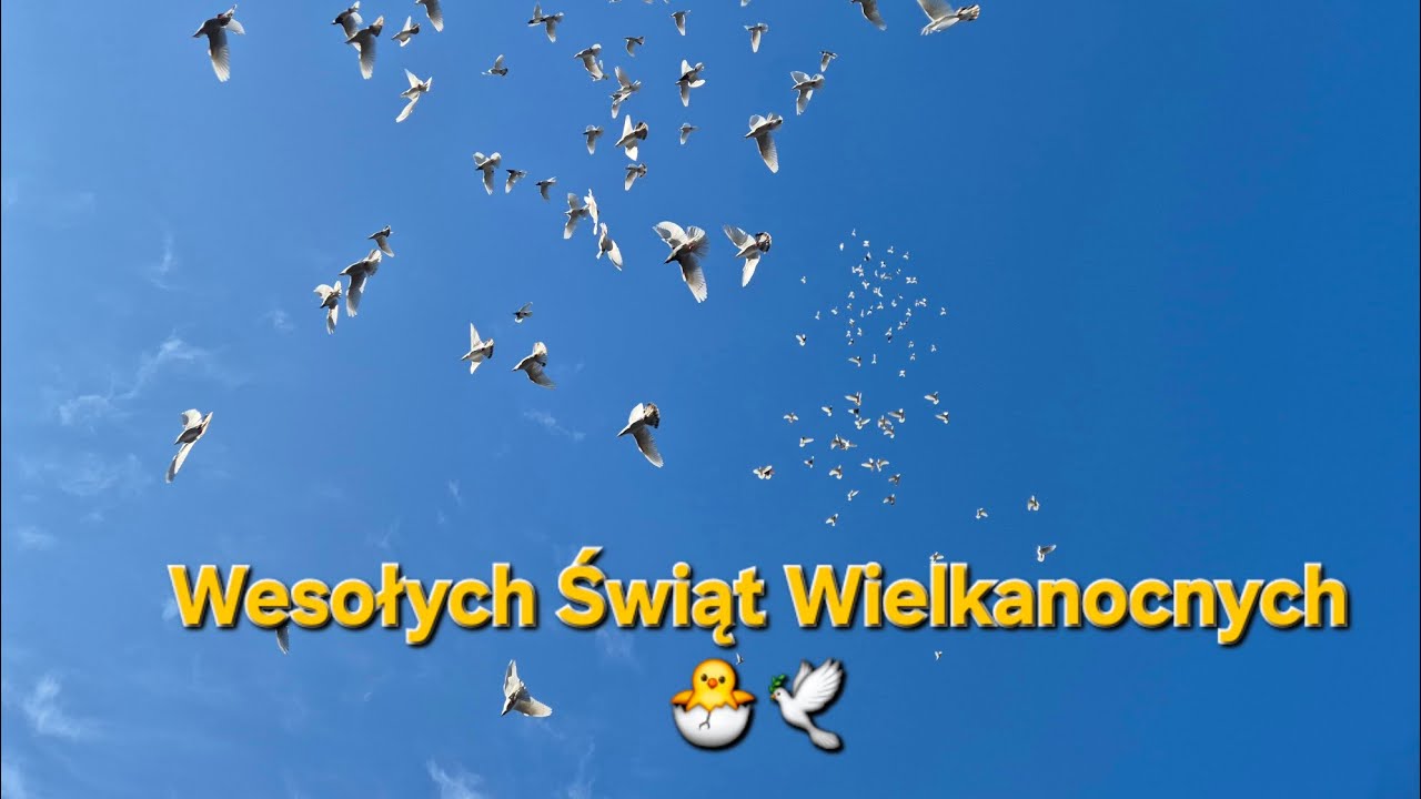 Naprawdę masz gołębie😍 Super😆 Czy są takie kobiety? Jak to wygląda u Was? 🤭Na lęgi podaję to😉Nepal🚲😊