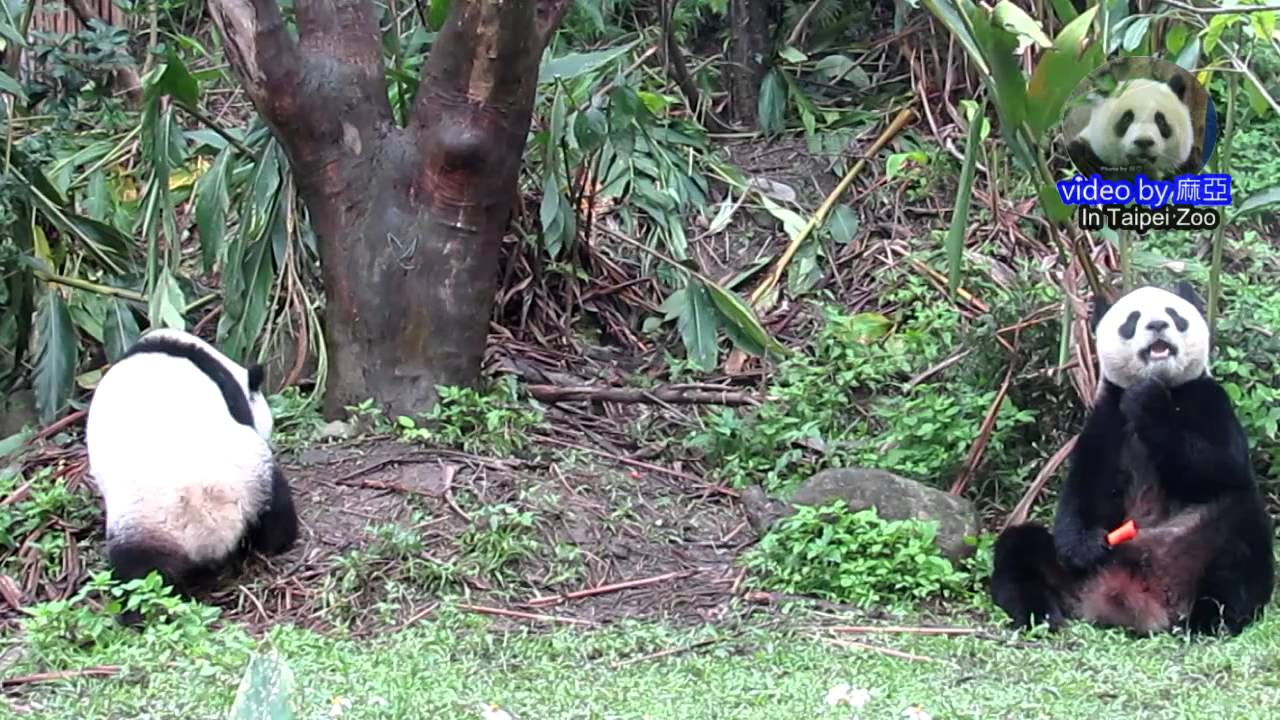 20141213圓仔喝奶奮鬥記 The Giant Panda Yuan Zai and Yuan Yuan