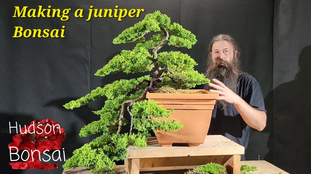 Making a juniper bonsai from nursery stock.
