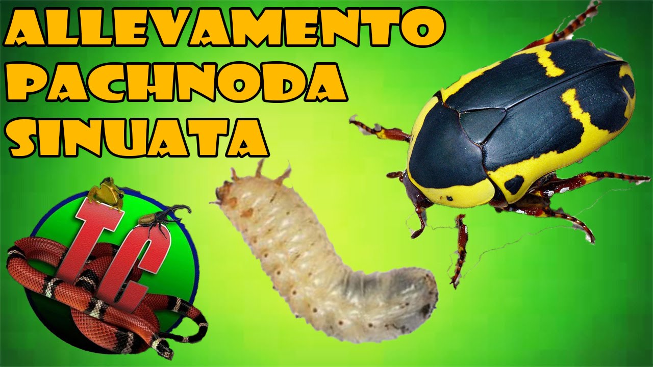 Allevamento Pachnoda sinuata