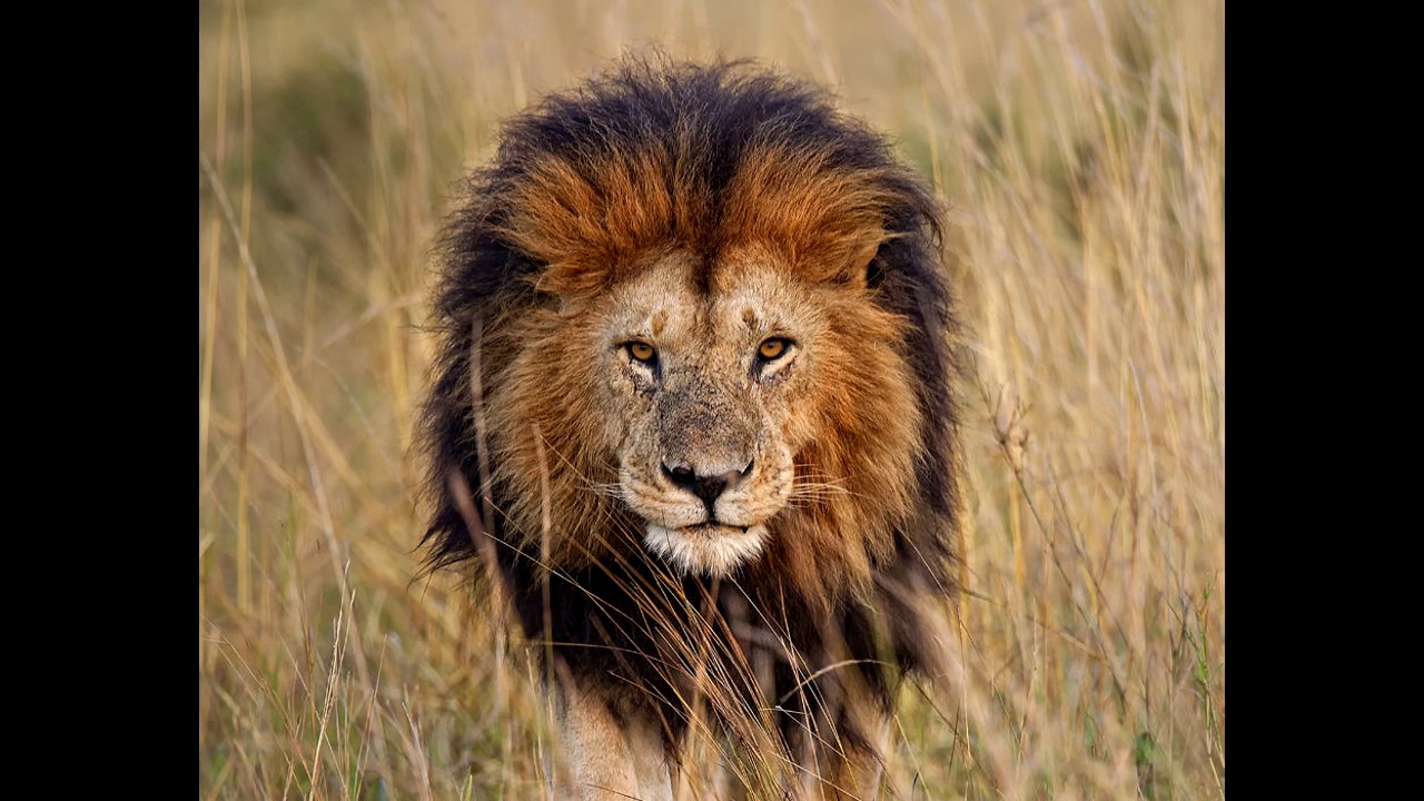 Lion Growl (Sound Effect)