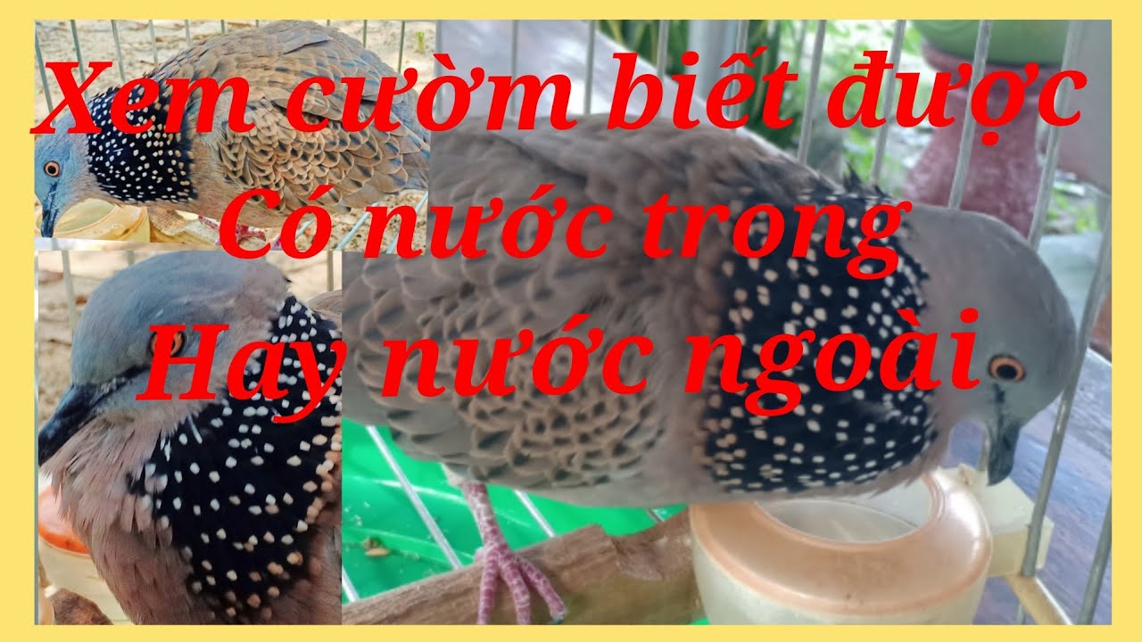 Cách xem cườm để nhận biết chim chơi nước ngoài hay nước trong