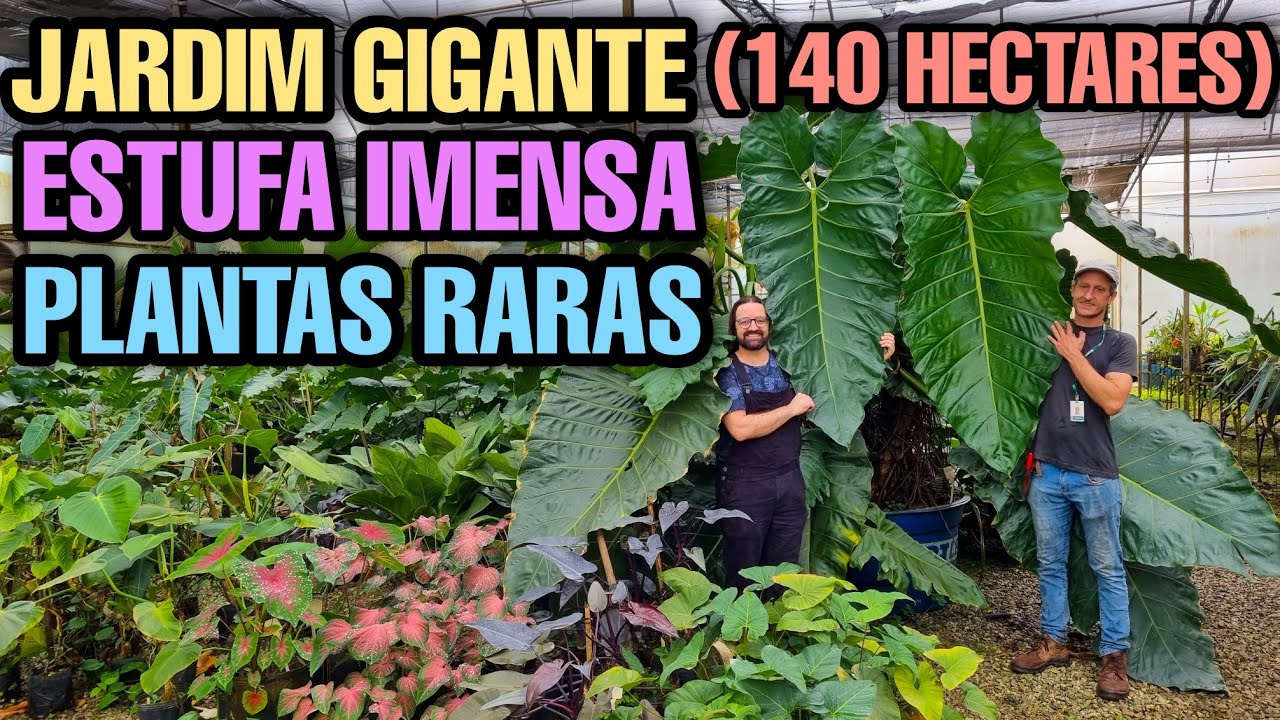 FIQUEI LOUCO E PERDIDO NESSA COLEÇÂO DE PLANTAS RARAS - Jardim -  Estufa tropical