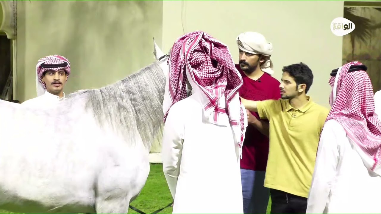 فعالية الخيول من فريق دعم عمر بن هذال #كاريزما66