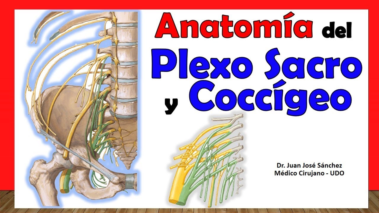 🥇 PLEXO SACRO Y COCCÍGEO. Anatomía. Fácil y rápida Explicación!