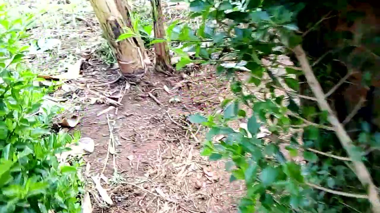 RESIDENTIAL PLOT OF LAND FOR SALE IN KIRA
