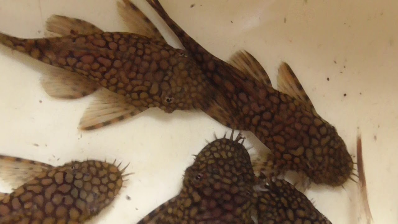 Ancistrus sp. 