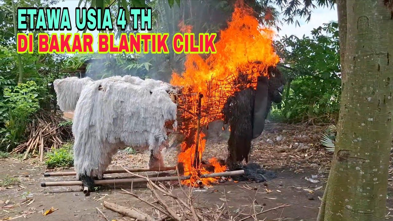 BLANTIK CILIK BAKAR OGOH OGOH KAMBING ETAWA YANG USIA 4 TH