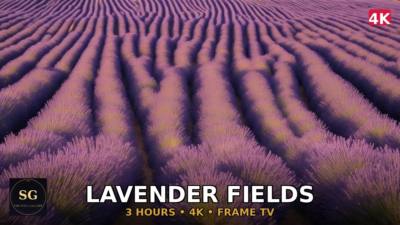 Lavender Fields Provence 4K | 3 Hour Frame TV Screensaver