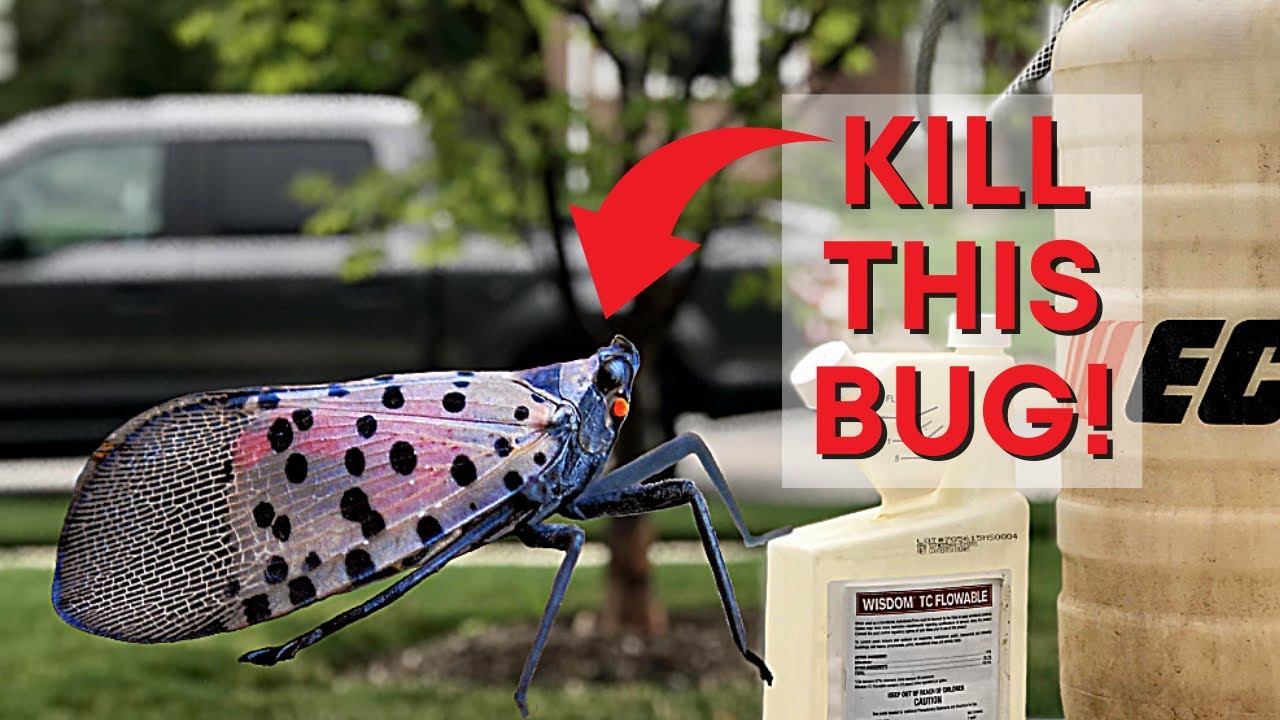 Easily Control Lawn Pests and Spotted Lanternflies Like the Pros