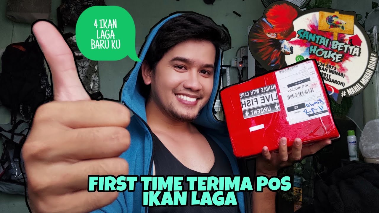 IKAN LAGA DARI SANTAI BETTA HOUSE (BREEDER JOHOR) | UNBOXING & REVIEW IKAN LAGA