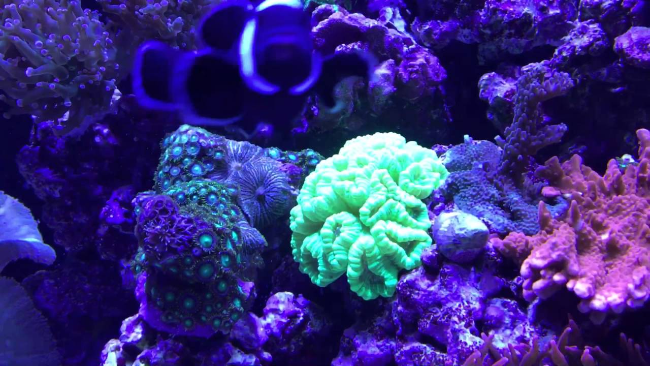 90 Gallon Mixed Reef Tank Update w/Hydra 52's/Vortech MP40QD's