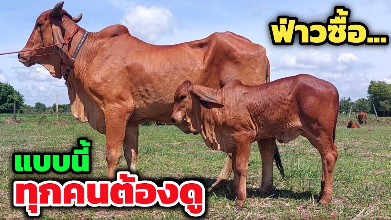สุดจัดปลัดบอกจริงๆ❗️ฟาร์มนี้มาแรงไม่แพ้ใคร วัวงามไซส์ใหญ่ที่ทุกคนต้องดู เมื่อก่อนไม่ได้ราคานี้แน่ๆ