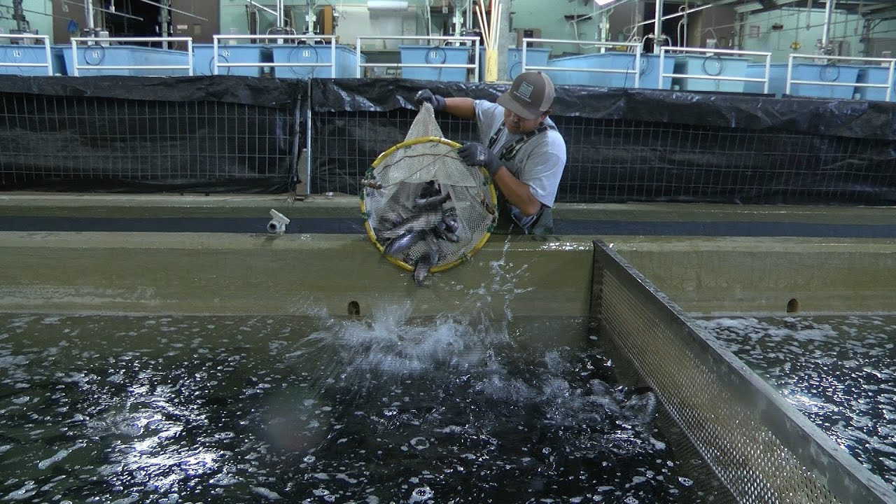 Look behind the scenes at Texas Parks & Wildlife's trout stocking operation