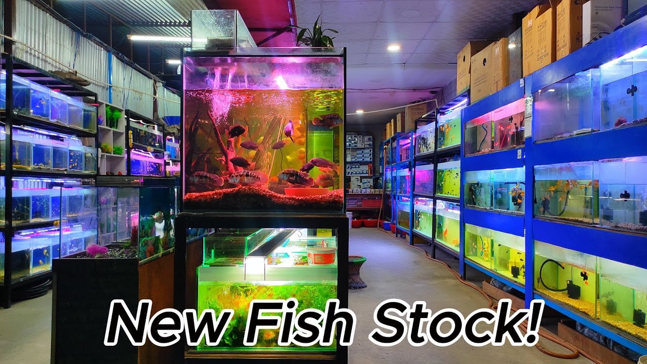 New Fish Stock Arrival! Rare & Colorful Additions to the Tank 🐟🔥