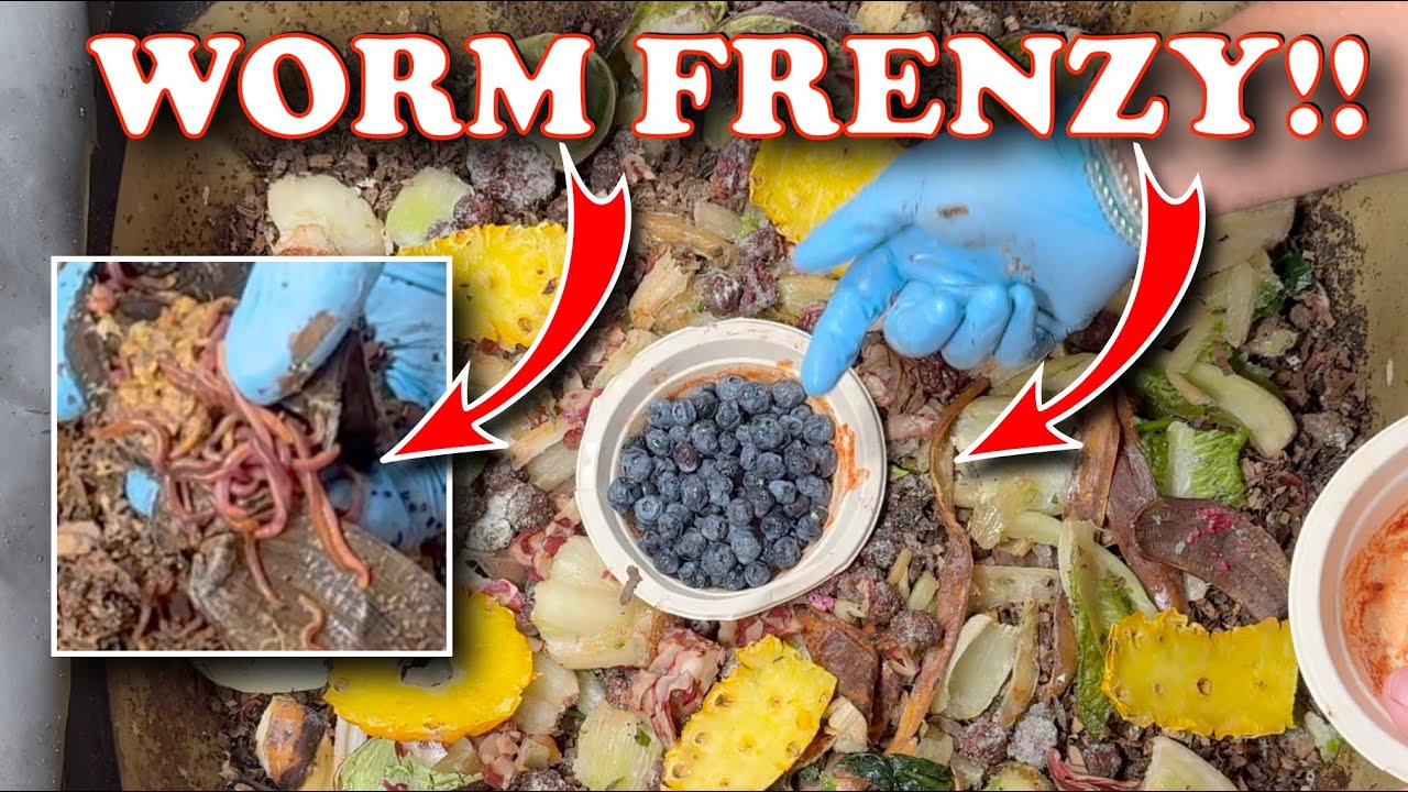 Can Worms Eat All This Stuff? Compost Worms FEASTING On Huge Feeding in My Urban Worm Bag!!