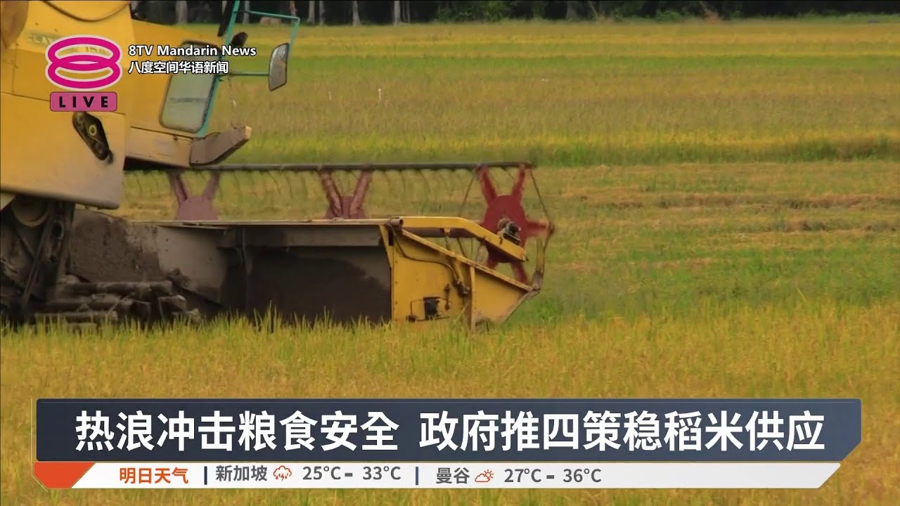 热浪冲击粮食安全 政府推四策稳稻米供应【2026.03.28 八度空间华语新闻】