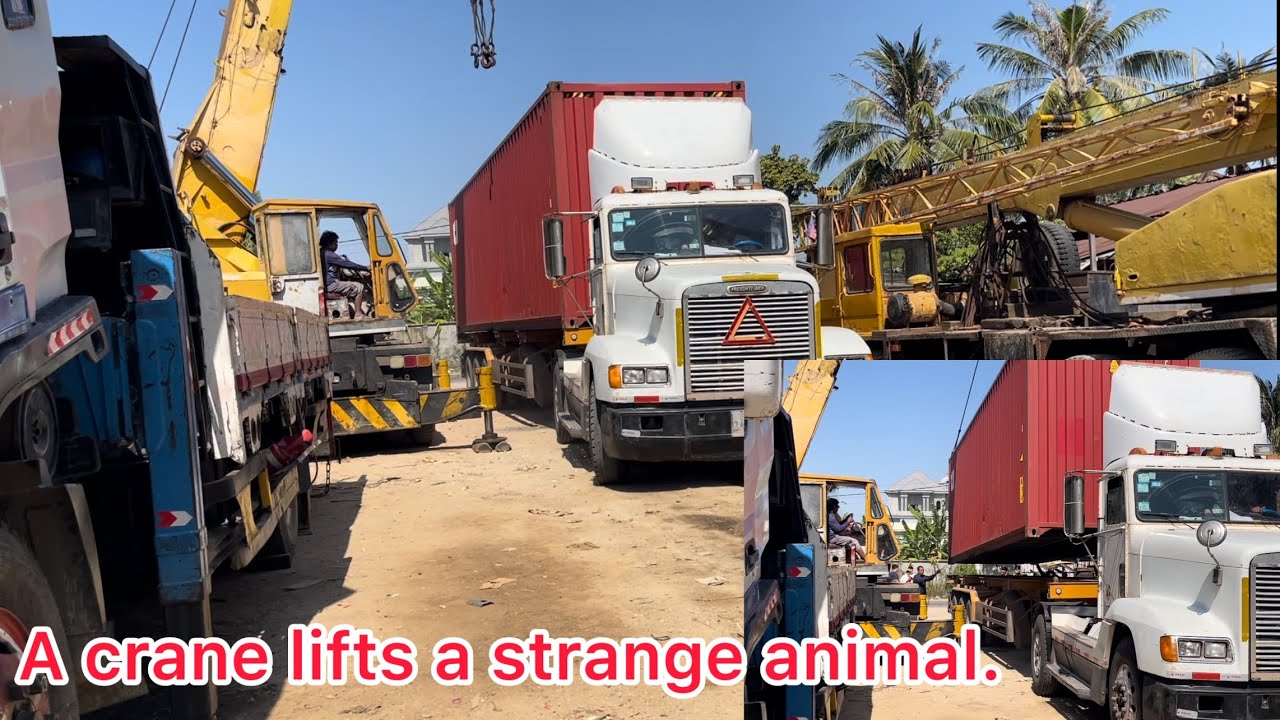 A crane lifts a strange animal.